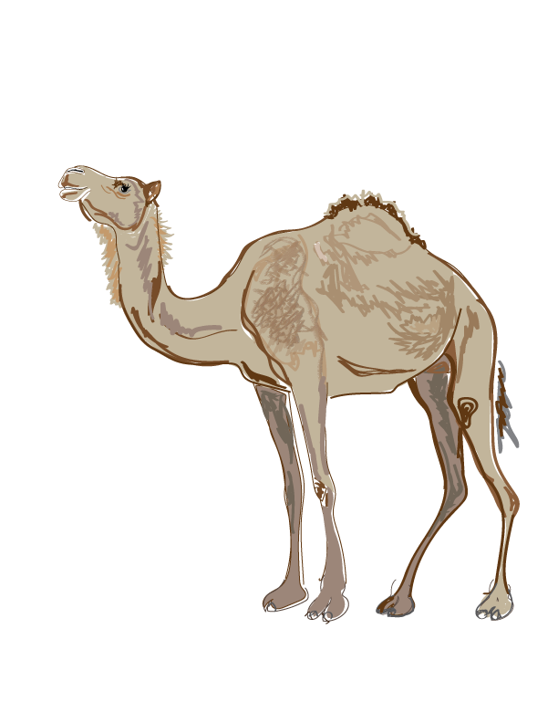 Camel